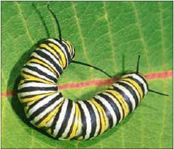 caterpillar